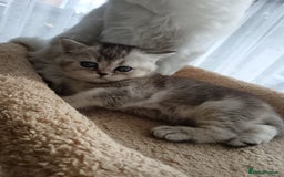 Scottish Fold cats for sale: Adorable Scottish Fold Kittens  - Image 21