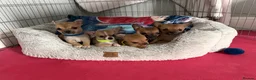 Pomchi dogs for sale: Pomchi  in London - Advert 2