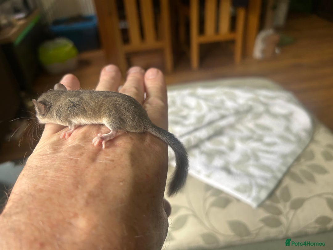 Mouse rodents for sale: African Pygmy Dormice  - Advert 2