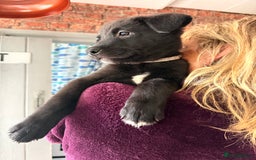 Mixed Breed dogs for sale: Labrakita - Image 20