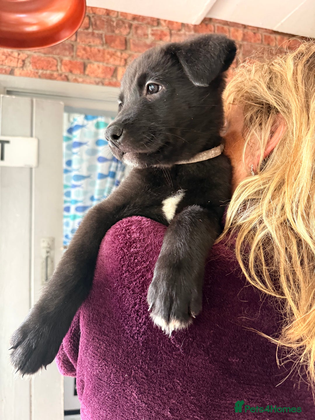 Mixed Breed dogs for sale: Labrakita - Image 20