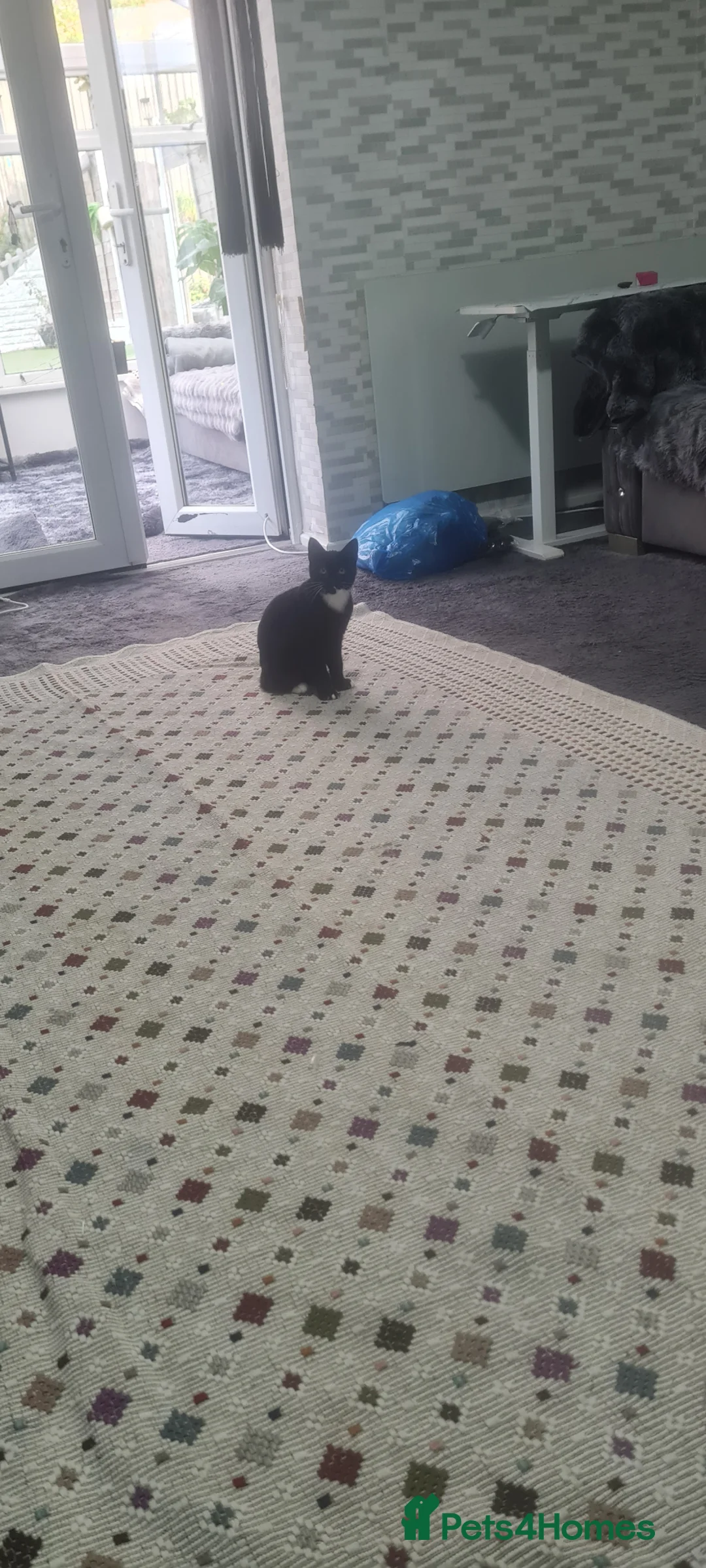 Domestic Shorthair cats for sale: Black cat in Birmingham - Advert 6