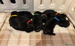 Mixed Breed dogs for sale: Dockers! Beautiful 3 girls left READY NOW  - Advert 18