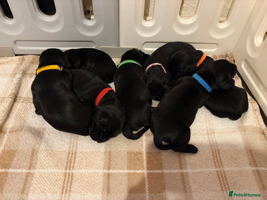 Mixed Breed dogs for sale: Dockers! Beautiful 3 girls left READY NOW  - Advert 18