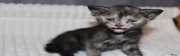 British Shorthair cats for sale: Stunning british short hair kittens 🐱  - Advert 20