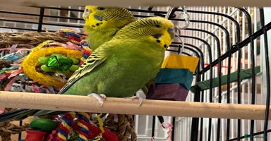 Budgerigars birds - Advert 6