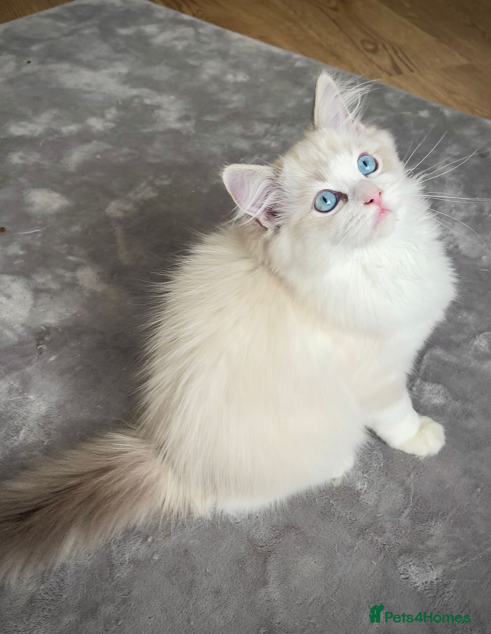 Ragdoll cats 🌟 Stunning TICA Ragdoll Kittens – Ready Now! - Advert 5
