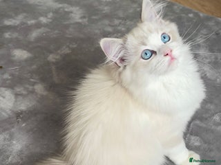 Ragdoll cats 🌟 Stunning TICA Ragdoll Kittens – Ready Now! - Advert 15