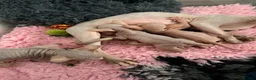 Sphynx cats for sale: Canadian Sphynx kittens - Advert 6