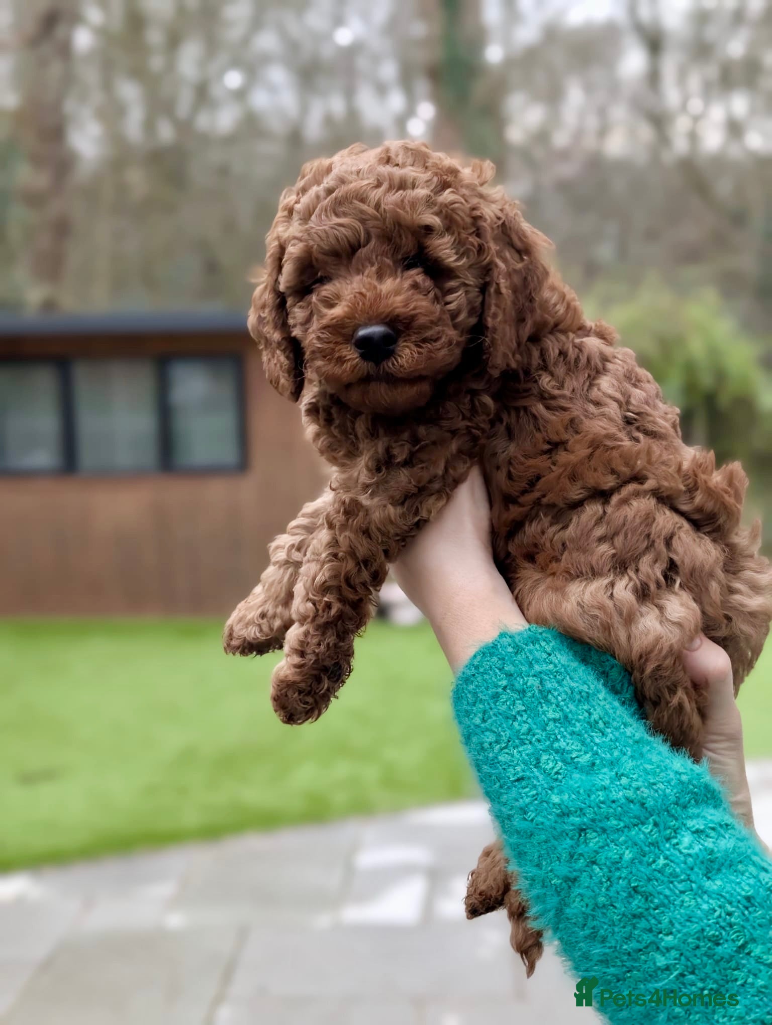 Miniature Poodle dogs Red miniature poodle pup-parentsDNA health tested - Advert 11