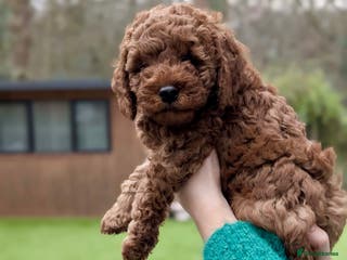 Miniature Poodle dogs Red miniature poodle pup-parentsDNA health tested - Advert 11