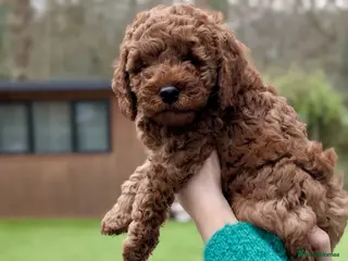 Miniature Poodle dogs Red miniature poodle pup-parentsDNA health tested - Advert 14