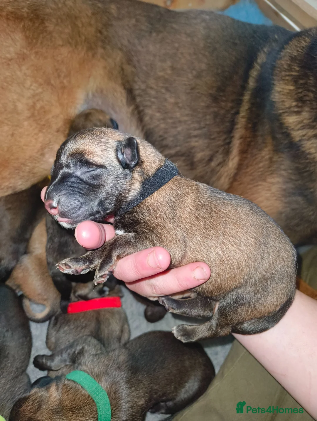 Belgian Shepherd Dog dogs for sale: KC registered Malinois puppies - Advert 2