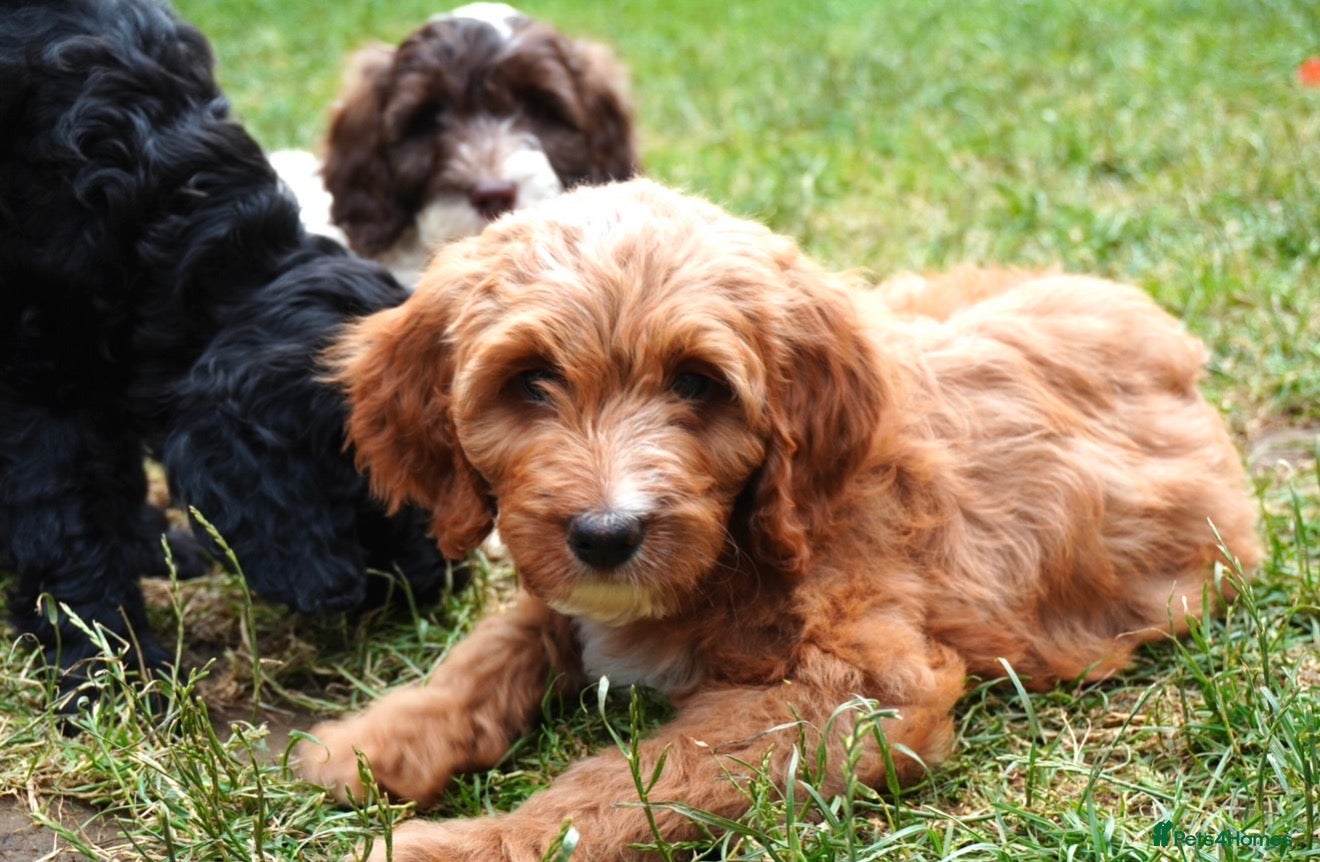 Australian Labradoodle dogs 6 Australian Labradoodles Pups - READY NOW - Advert 2