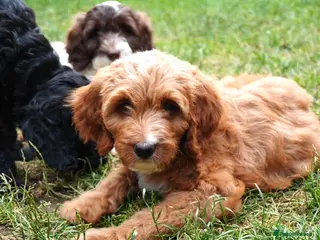 Australian Labradoodle dogs 6 Australian Labradoodles Pups - READY NOW - Advert 2