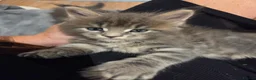 Maine Coon cats for sale: Beautiful little of Maine Coon kittens  - Advert 4