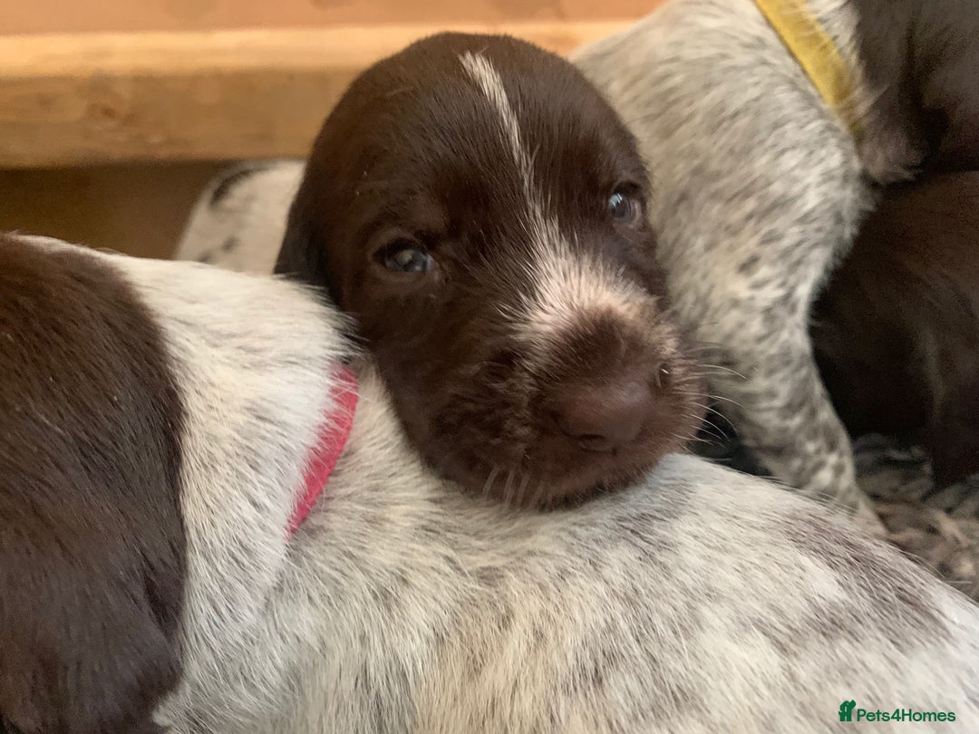 German Wirehaired Pointer dogs for sale: Pedigree GWP pups from strong working lines - Image 4
