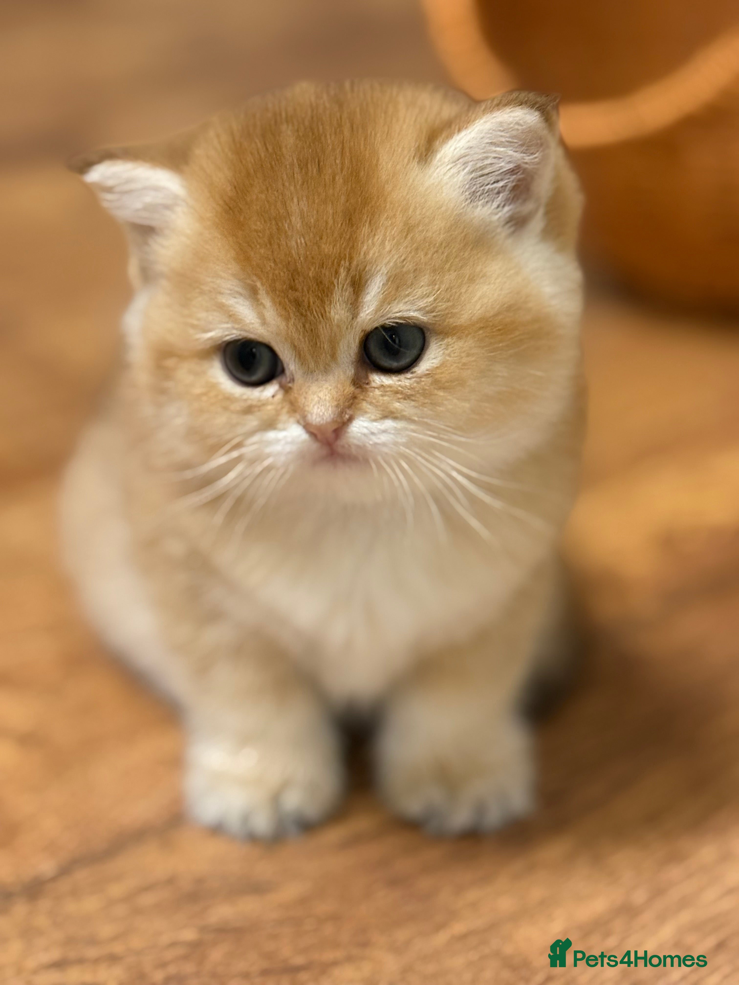 British Shorthair cats 🌟 Last two beautiful  Golden BSH girls 🌟 - Advert 1