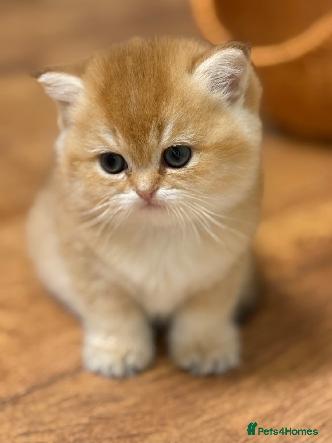 British Shorthair cats for sale: 🌟 Last two beautiful  Golden BSH girls 🌟 - Advert 10