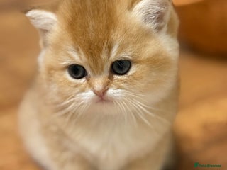 British Shorthair cats 🌟 Amazing Golden BSH kittens🌟 - Advert 8