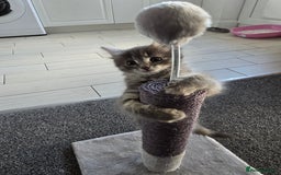 Mixed Breed cats for sale: Darcy looking for her forever home  - Image 5