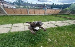 Staffordshire Bull Terrier dogs for stud: Kingston: Staffy cross stud  in Ilford - Image 9