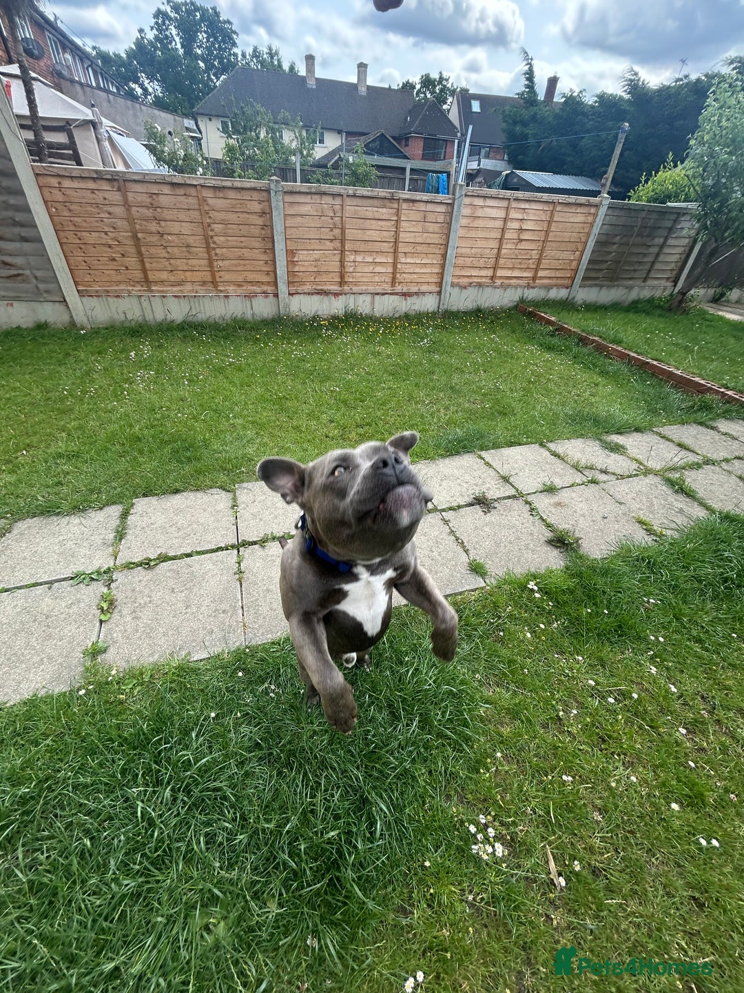 Staffordshire Bull Terrier dogs for stud: Kingston: Staffy cross stud  in Ilford - Image 9