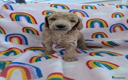 Miniature Poodle dogs for sale: Stunning Red & Phantom Poodles - Image 25