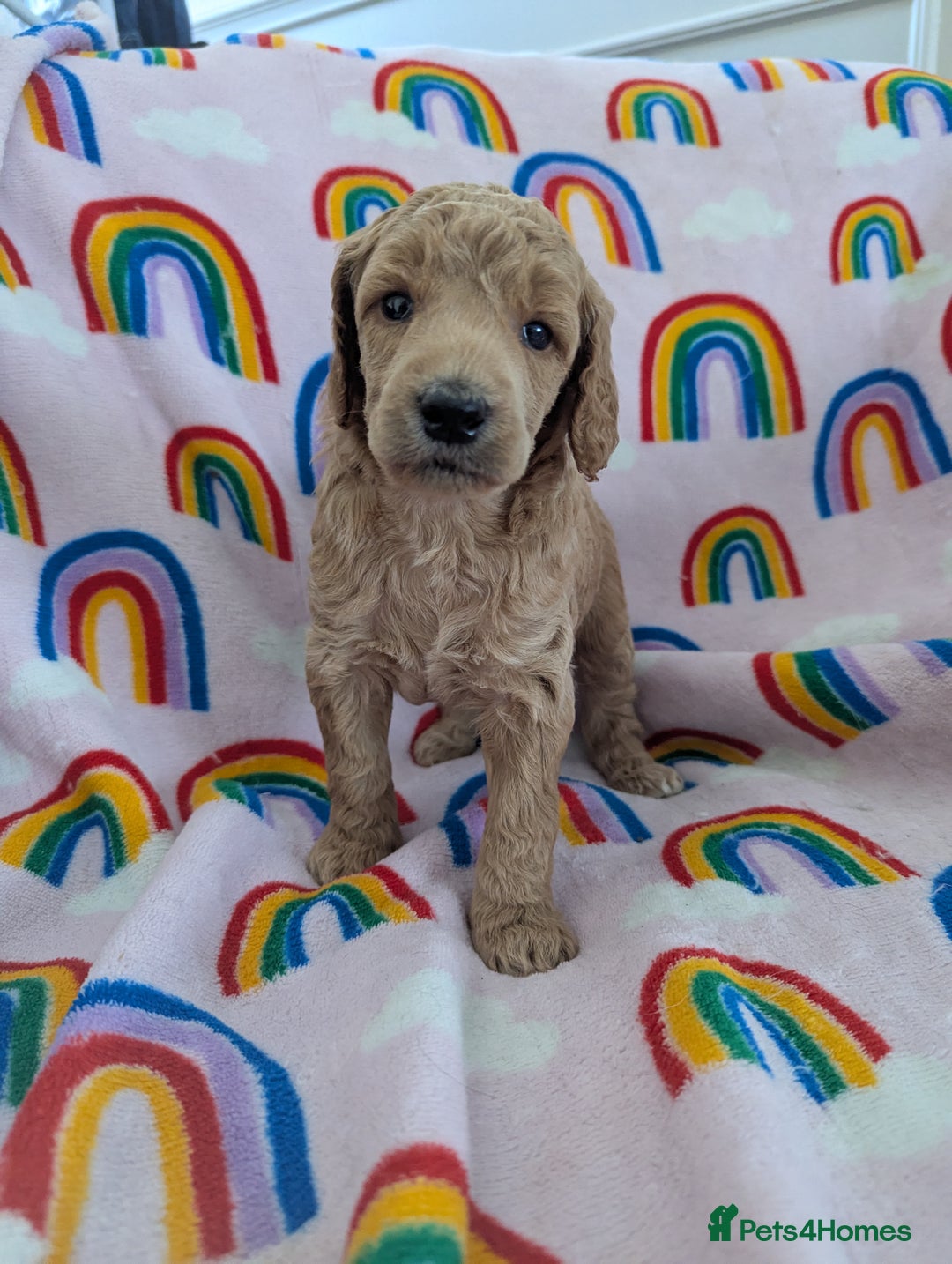 Miniature Poodle dogs for sale: Stunning Red & Phantom Poodles - Image 25
