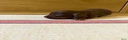 Miniature Dachshund dogs for sale: KC miniature long haired dachshund puppies  - Advert 17