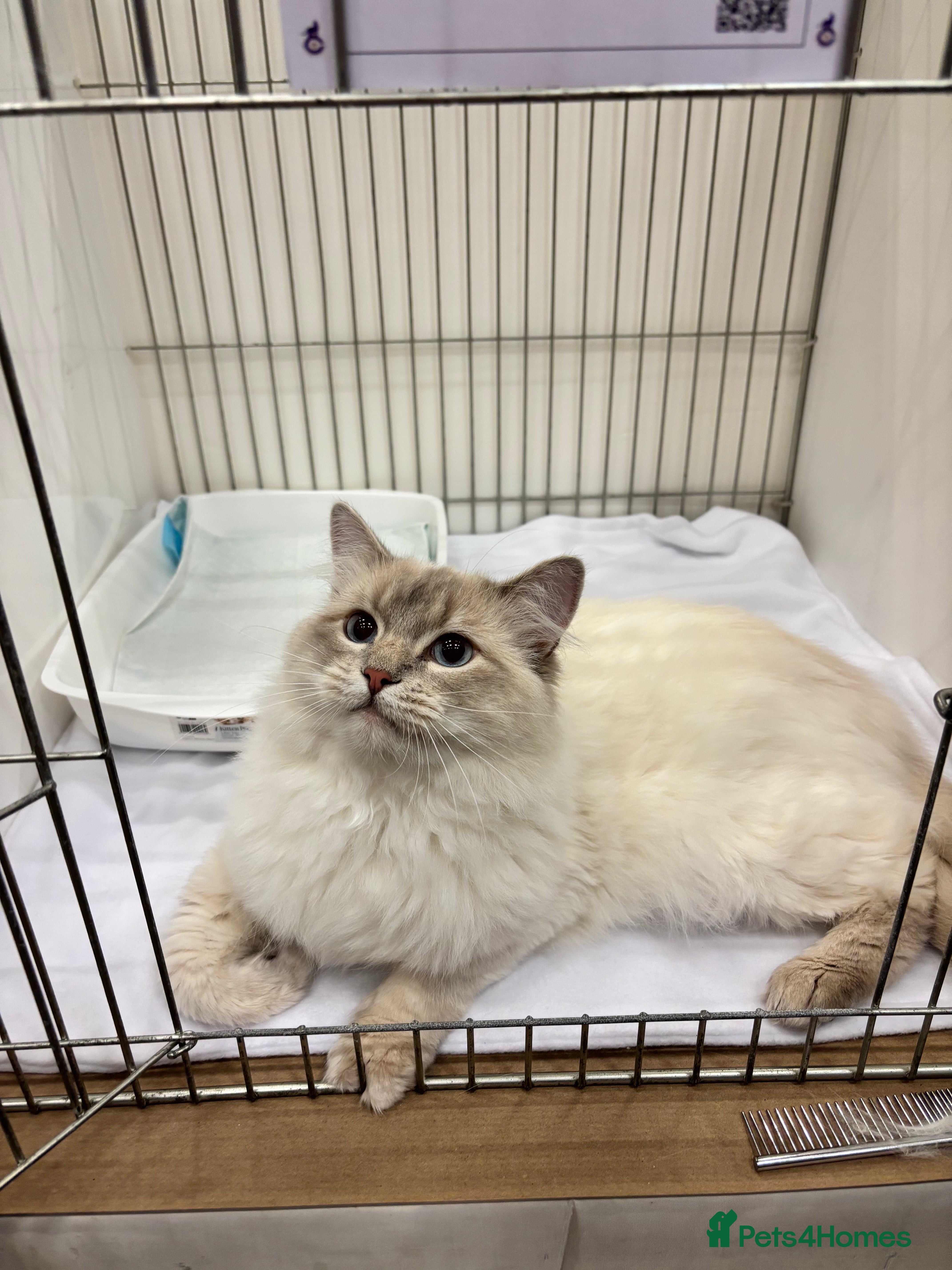 Ragdoll cats Lilac tabby colourpoint for stud - Advert 17