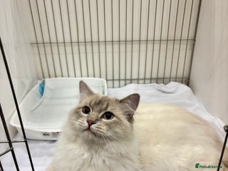 Ragdoll cats for stud: Lilac tabby colourpoint for stud - Advert 1