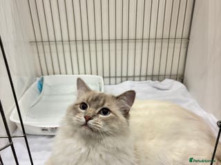 Ragdoll cats Lilac tabby colourpoint for stud - Advert 10