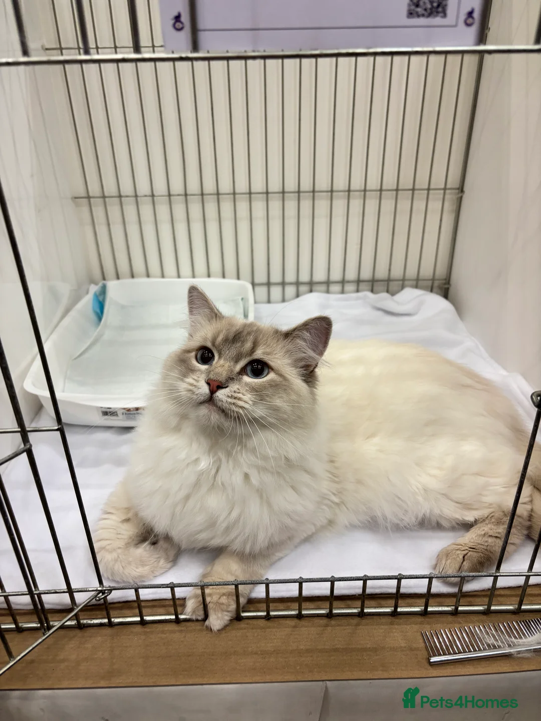 Ragdoll cats for stud: Lilac tabby colourpoint for stud - Advert 1