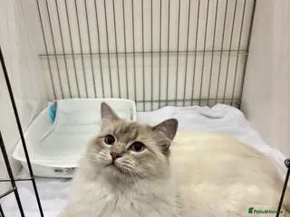 Ragdoll cats Lilac tabby colourpoint for stud - Advert 11