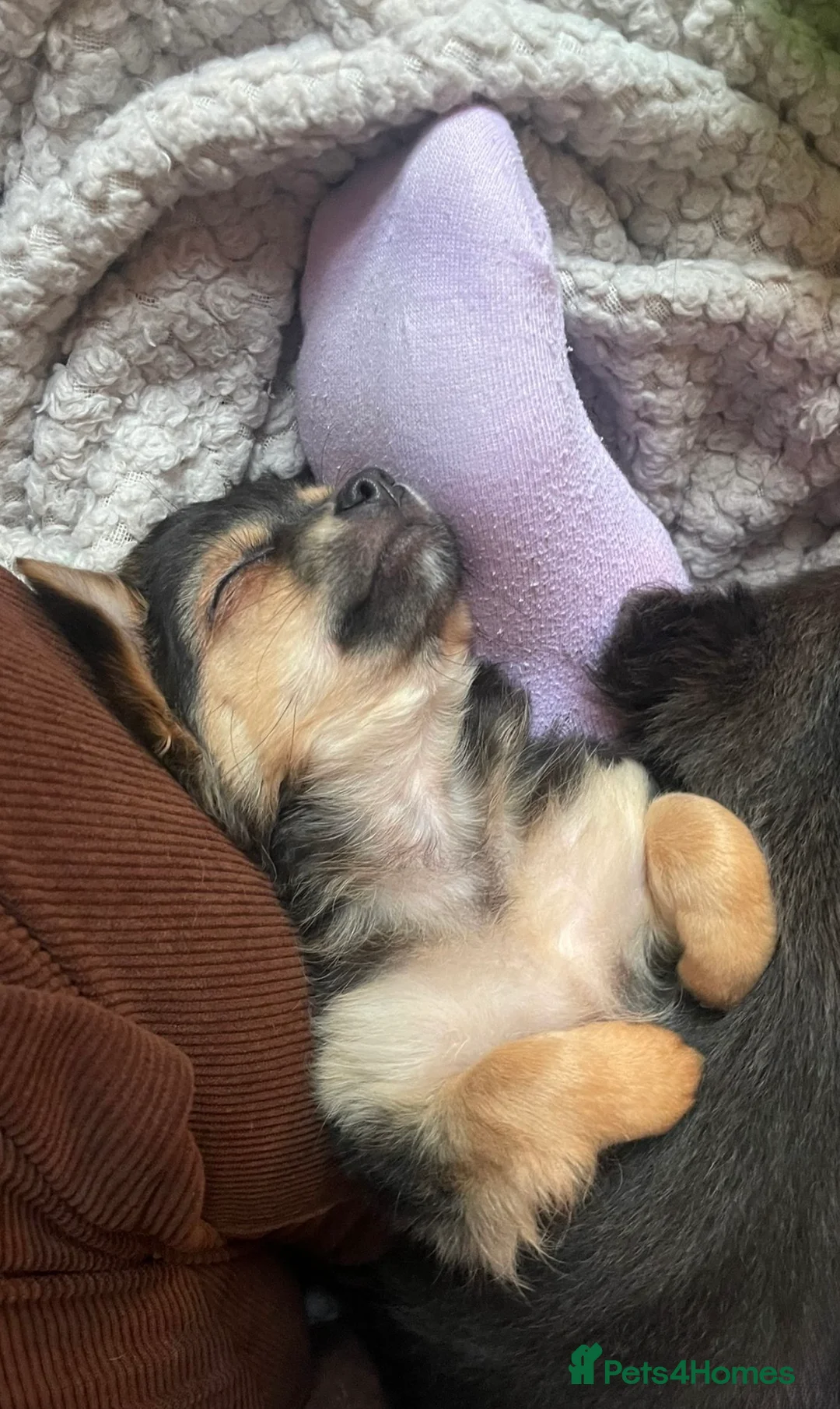 Chihuahua dogs for sale: Female, Stunning Black tri colour LC  - Advert 1