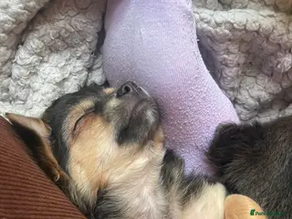 Chihuahua dogs Female, Stunning Black tri colour LC - Advert 16