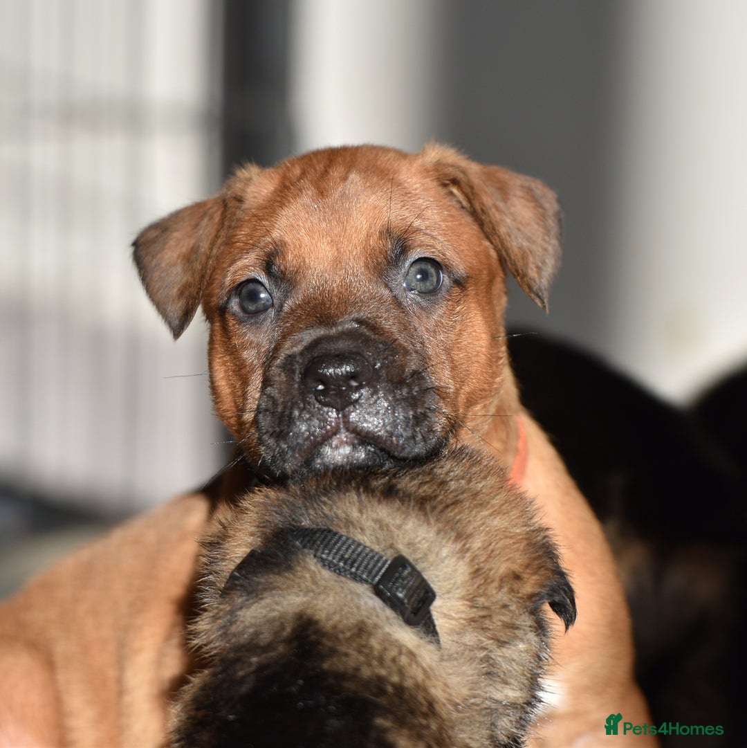 Belgian Shepherd Dog dogs for sale: Bullherders top working lines  - Advert 22