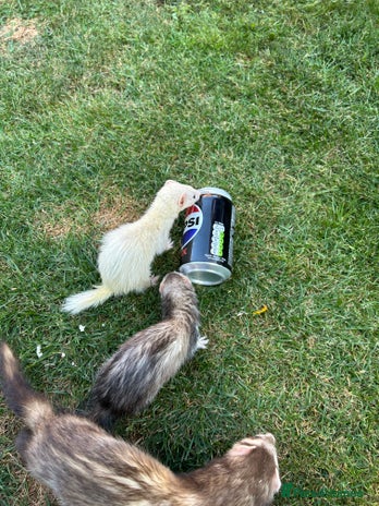Ferret rodents - Advert 12