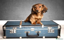 Miniature Dachshund dogs for stud: Miniature long hair(crufts qualified for life) in Bridge of Weir - Image 14