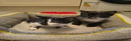 Mixed Breed cats for sale: 3 cute kittens (1 boy,2 girls) - Advert 7