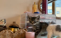 Mixed Breed cats for sale: Mixed breed ragdol and tobby - Image 6
