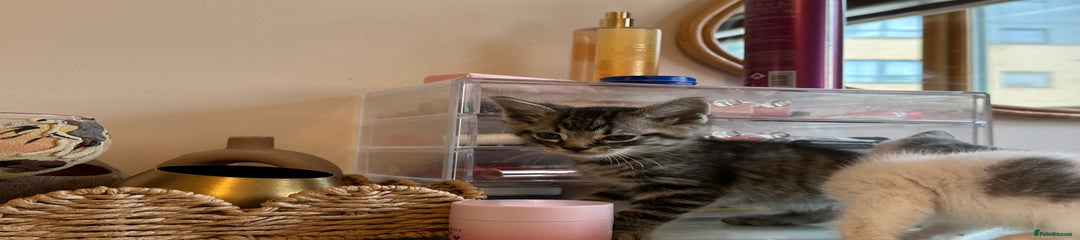 Mixed Breed Kitten 2