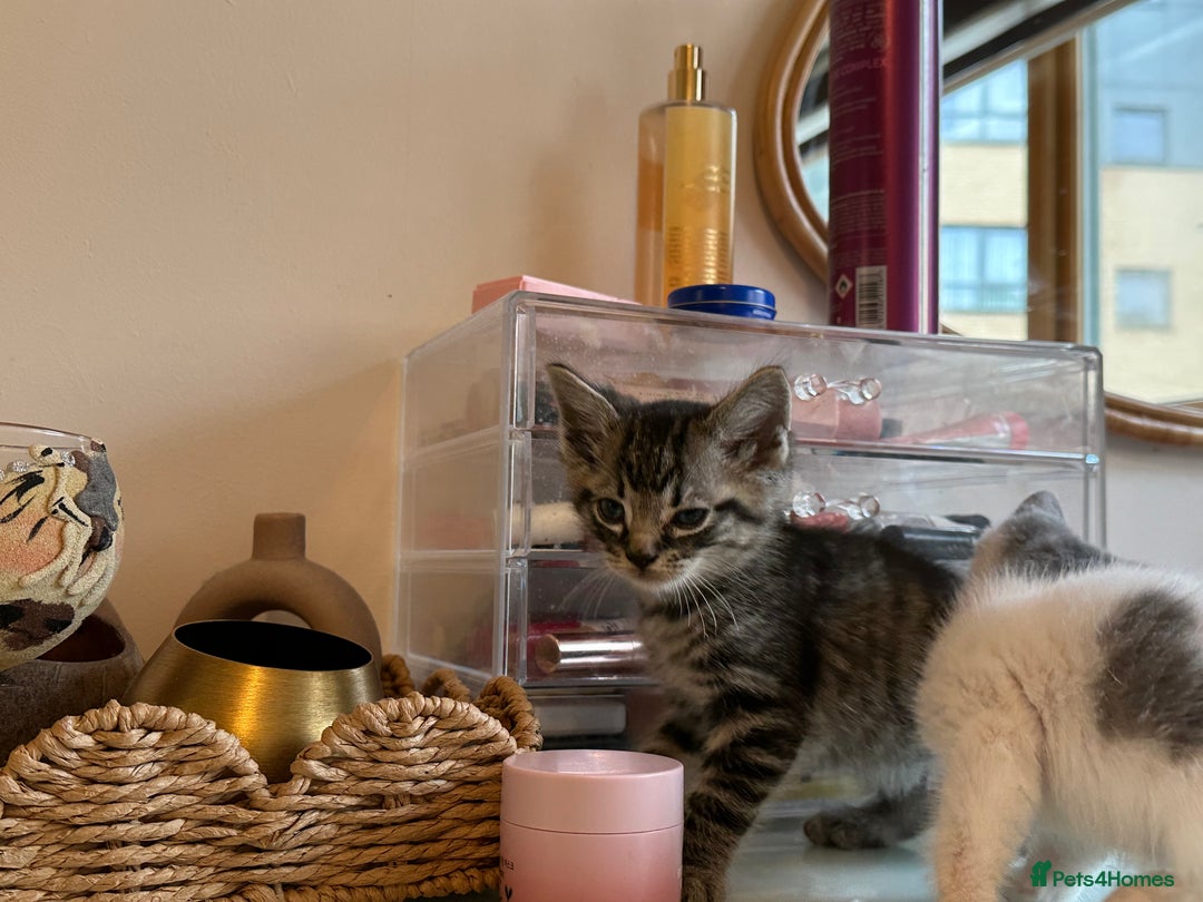 Mixed Breed cats for sale: Mixed breed ragdol and tobby - Image 6