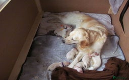 Golden Retriever dogs for sale: Stunning Golden Retriever Puppies - Image 6