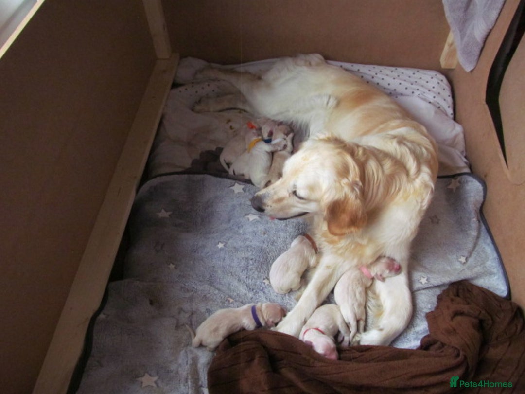 Golden Retriever dogs for sale: Stunning Golden Retriever Puppies - Image 6