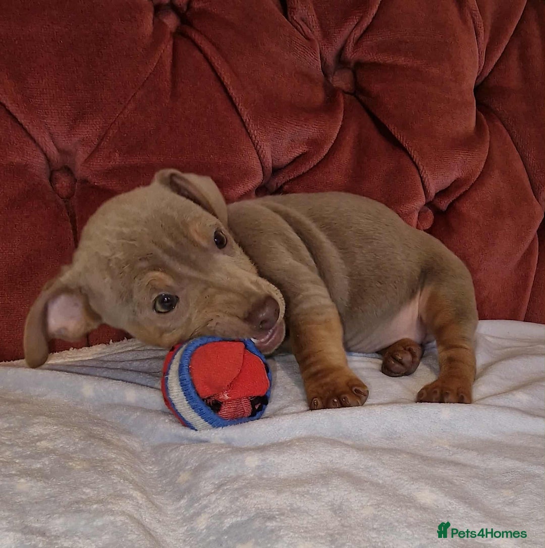 Jack Russell dogs for sale: Beautiful Muchwenlock Jack Russell puppies - Image 22