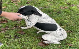 Mixed Breed dogs for adoption: Zara needs a loving home  - Advert 8