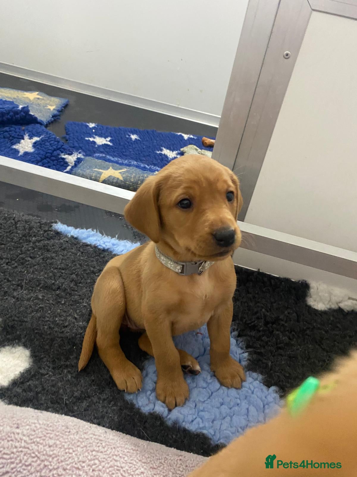 Labrador Retriever dogs Labrador puppies KC Fully health tested parents  - Advert 6