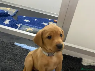 Labrador Retriever dogs Labrador puppies KC Fully health tested parents - Advert 6